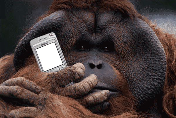 0-600-402-monkey_orangutan_cellphone_cell_phone-121_132_115_123.png